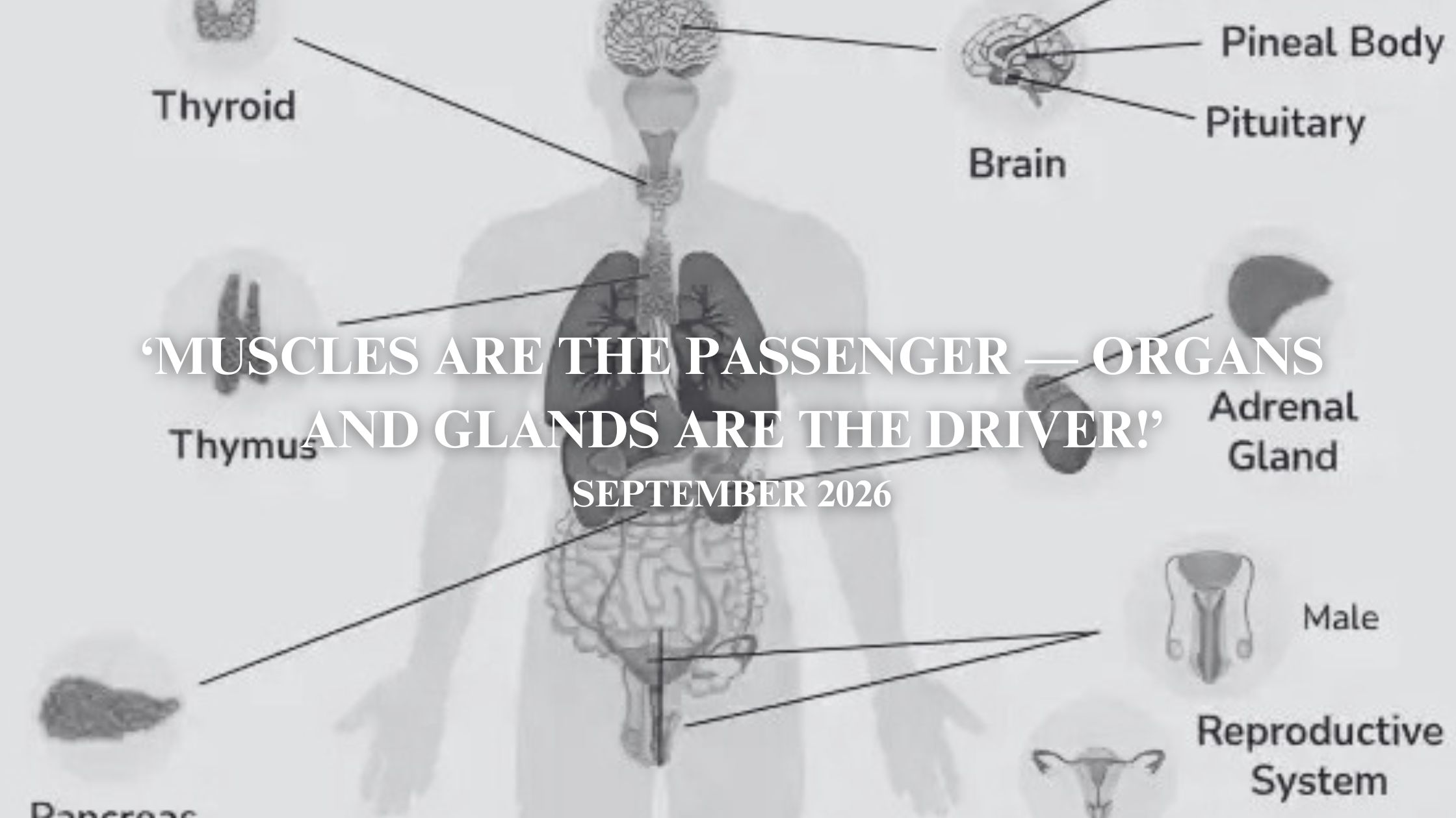Muscles Are the Passenger — Organs and Glands Are the Driver!